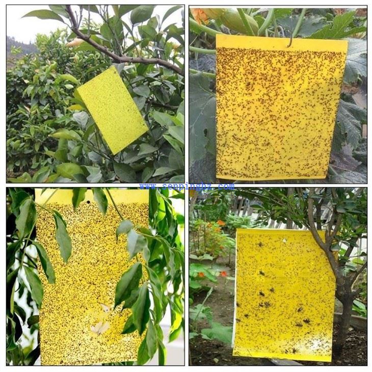 Gnat adhesive Board